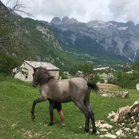 Bujtina Zici 4*