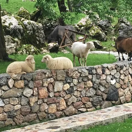 Guest house Bujtina Zici Theth
