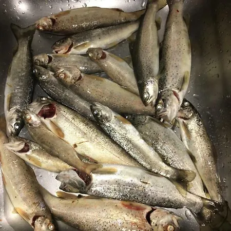 Bujtina Zici 4*