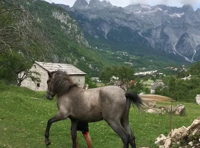 Bujtina Zici 4*